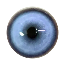 Koï bleue