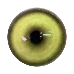 Koï giallo