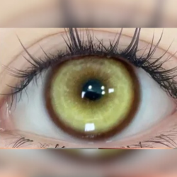 Koï jaune
